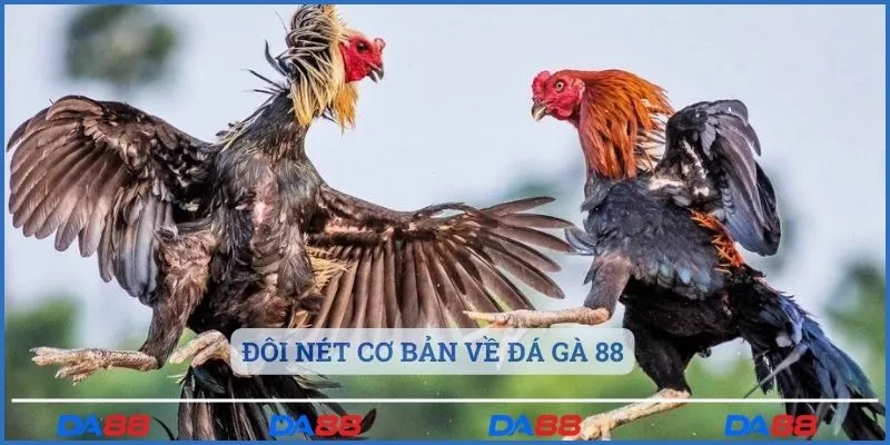 Đôi nét cơ bản về đá gà 88