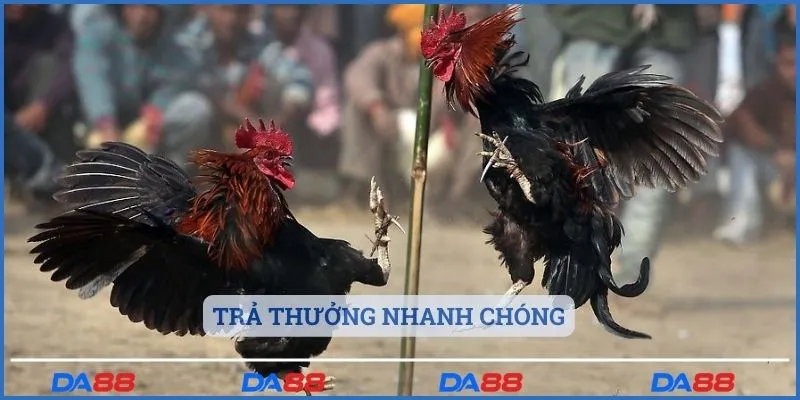 Trả thưởng nhanh chóng