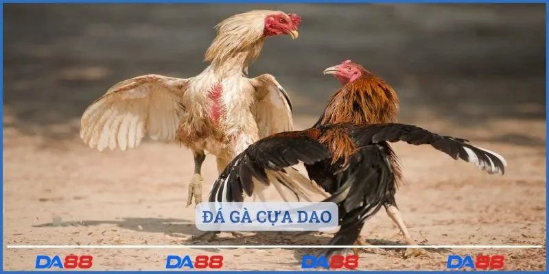 Đá gà cựa dao