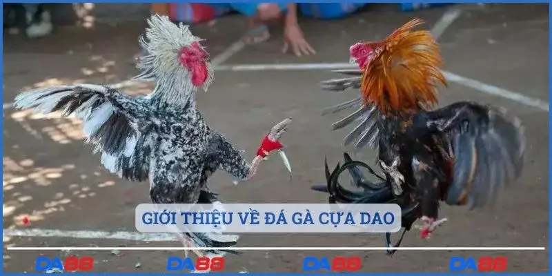 Giới thiệu về đá gà cựa dao