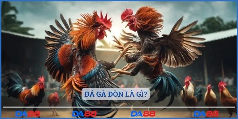 Đá gà đòn là gì?