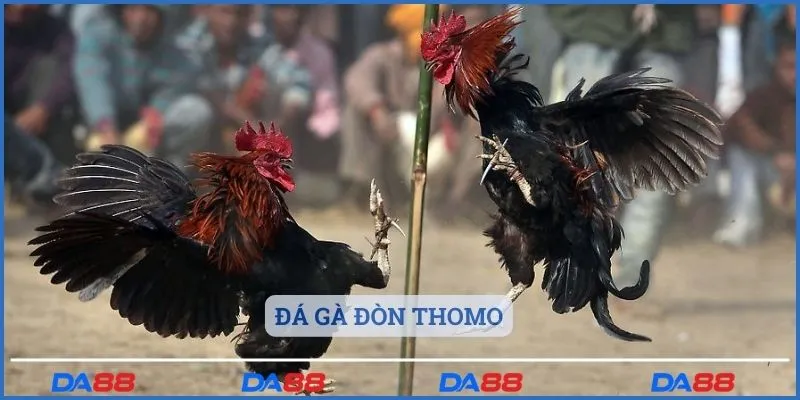 Đá gà đòn Thomo