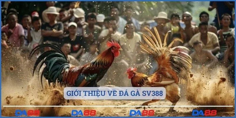 Giới thiệu về đá gà sv388