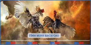 Tính minh bạch cao 