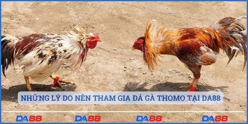 Những lý do nên tham gia đá gà Thomo tại Da88