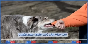 Chiêm bao thấy chó cắn vào tay