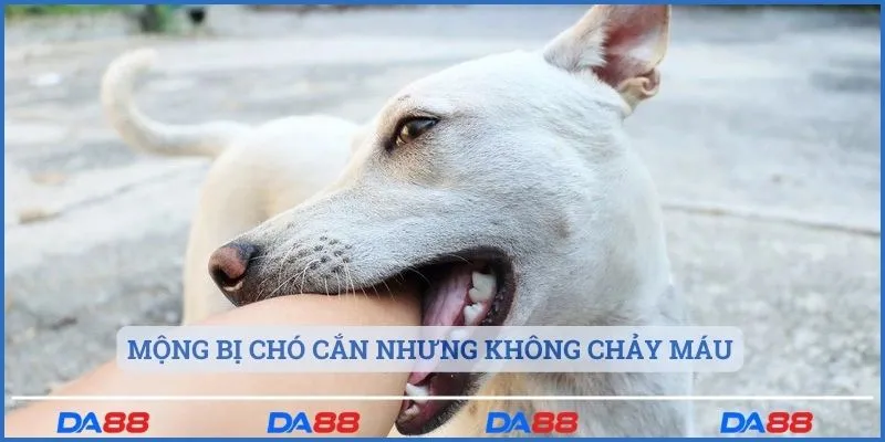 Mộng bị chó cắn nhưng không chảy máu